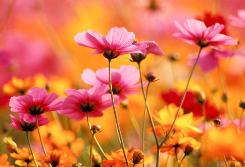 Eco-friendly floral packaging for Hampstead flower delivery