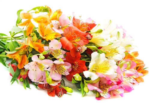 Local florists preparing beautiful flower deliveries