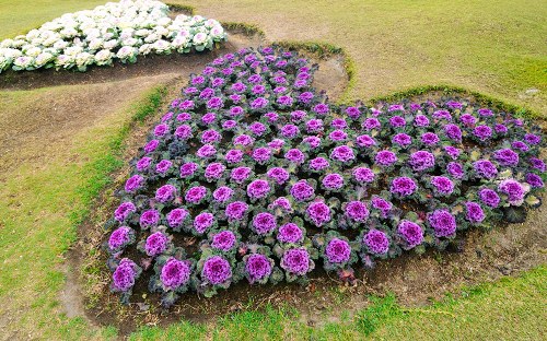 Simple and convenient flower ordering process in Keymer