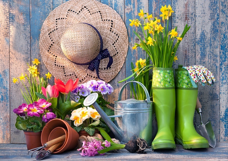 flowers flowers  / delicate flowers