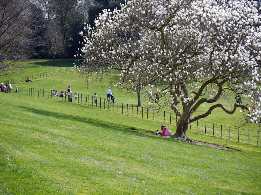 A blossoming tree with white flowers standing on a gently sloping grassy hill in Hampstead Heath, surrounded by a mix of leafless and partially leafed trees in the background. The scene is illuminated